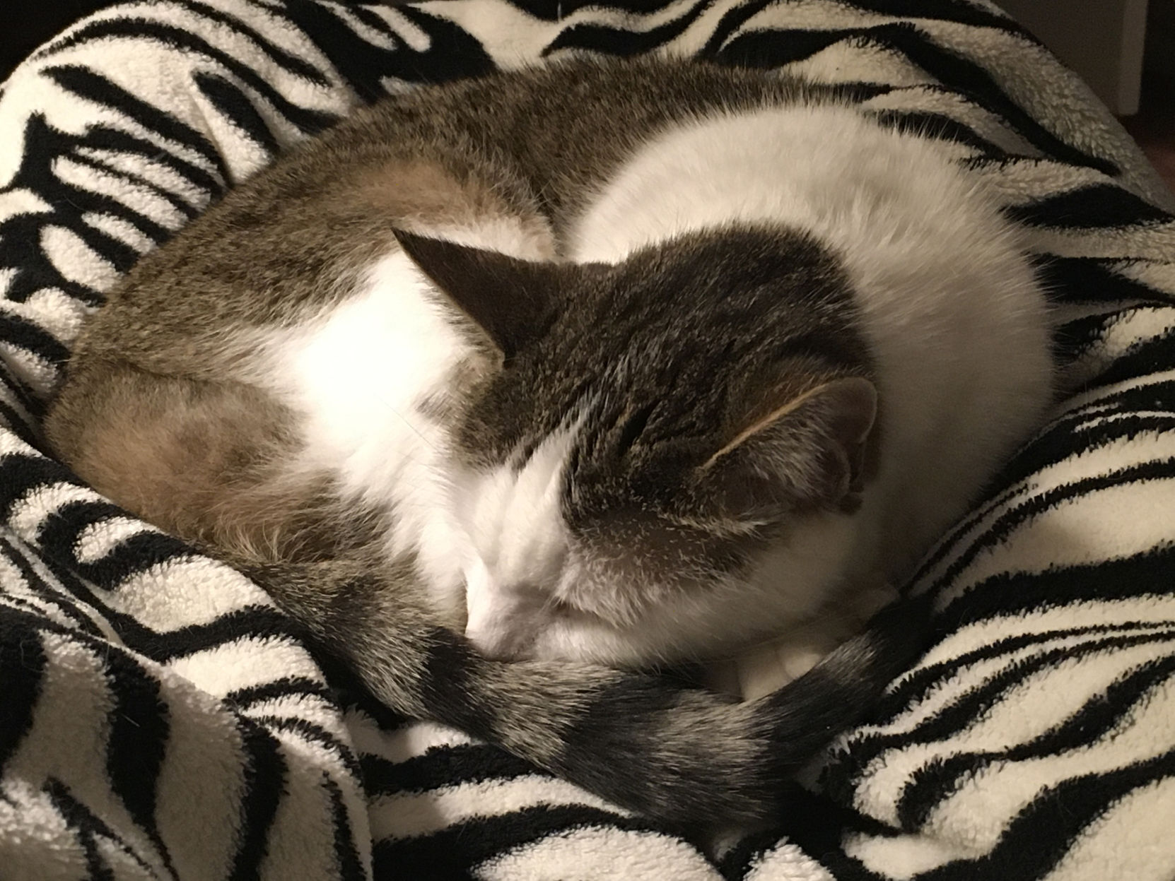 Lulu